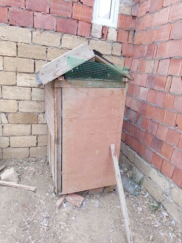 göyərçin yuvaları: Salam.gördüyünüz quş damı satılır qiyməti 50 manat və satdıq 8 dənədə — 2