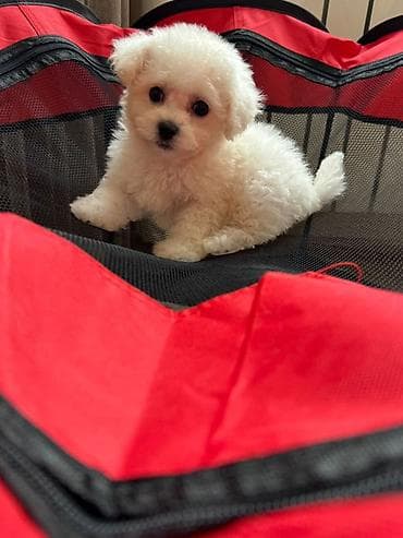 balaca it qiymetleri: Bişon Frize — 1