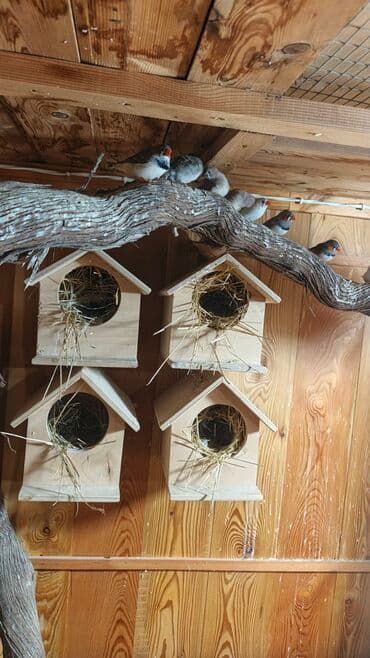 amadin yuvası: Zebra ispinozları (Taeniopygia guttata) – müxtəlif rəng mutasiyaları — 5