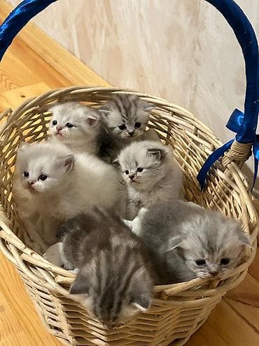 Yaxşı əllərə lalafo.az -da Yaxşı əllərə