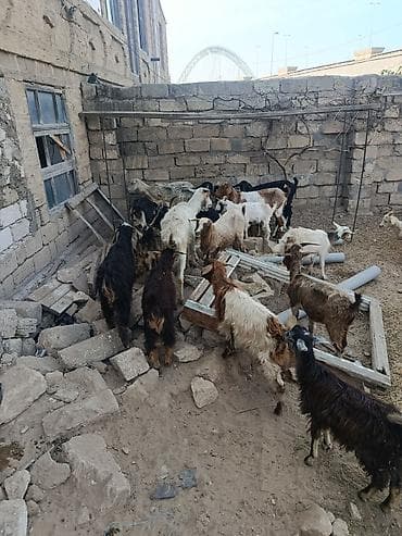 keciler: 25 başdir içlərində 1 bala 2 bala 3 balali var kom satilir 2900 — 2