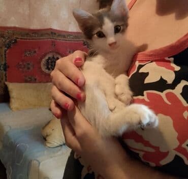 кошки в добрые руки: Yaxşı əllərə — 2