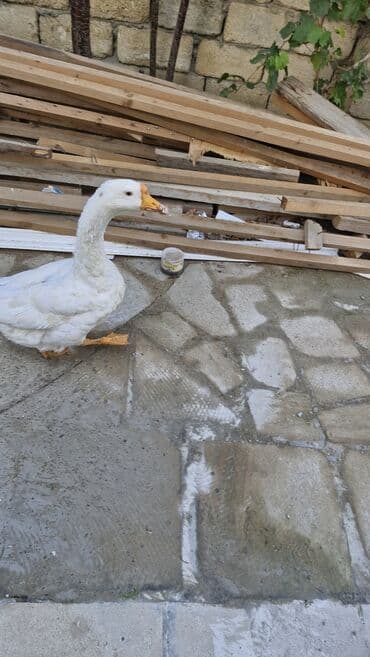 pişik yarım tip: Ağ rəngli ev qazı - Növ: ev qazı (Ağ Pekin tipli görünüş) - Rəng: tam — 2