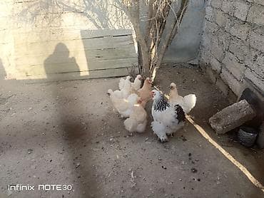 it qiz sekilleri: Ponpon toyuq satılır — 2