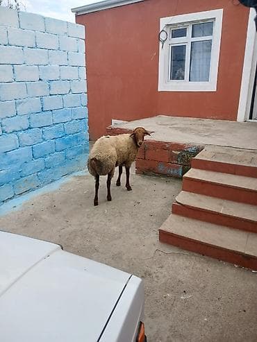 Qoyunlar, qoçlar: Cavan qoç arpada olub — 2