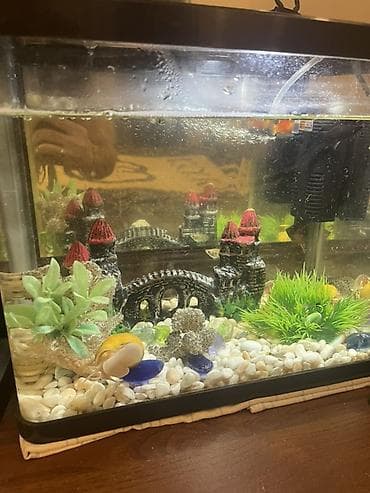 tap az ev itleri: Dördbucaq akvarium, Boş, 12 l, Ünvandan götürmə — 2