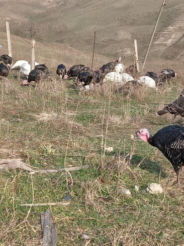 Məhsul: Hinduşka sürüsü Təsvir: - Şəkillərdə ağ və tünd — 12