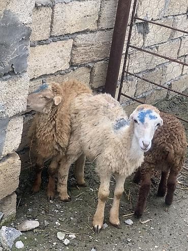 Quzu və cavan qoyunlar satılır - Cins: yerli ətlik-yunlu tip (qarışıq
