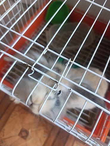 Ev dovşanı – tüklü mini lop tipli balaca (təxminən 3-4 aylıq). - — 3