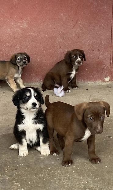 qumru quşu rusca: Koker spaniyel, 2 ay, Dişi, Peyvəndli, Ödənişli çatdırılma — 3