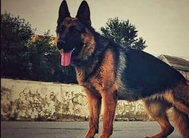 doberman it: Alman çoban iti — 1