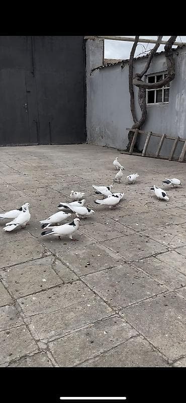 goyercinler satisi: Iki cüt quşdan törənmədir. Bir quşxananın quşlardır. Köhnə — 5