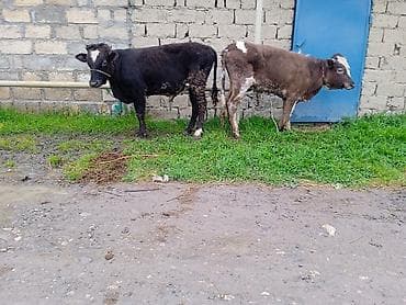 Mal-qara – 2 baş cavan dana bordağlıq real alcya endrim olcaq ancaq