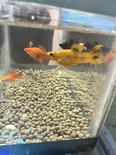 oskar balığı: Sülhsevər — 2