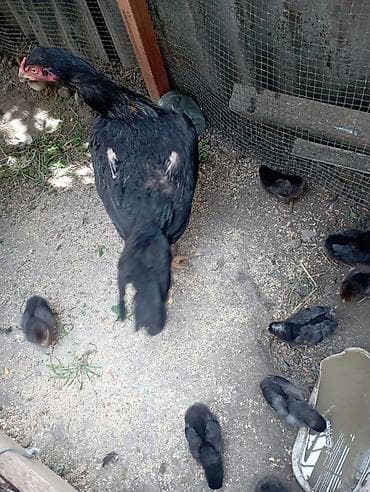 cins inekler: Aseel (Asil) cinsli toyuq və cücə sürüsü - Cins: Aseel (uzunboyun — 1
