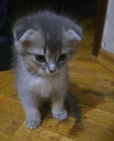 котята в добрые руки: Табби, В добрые руки — 6