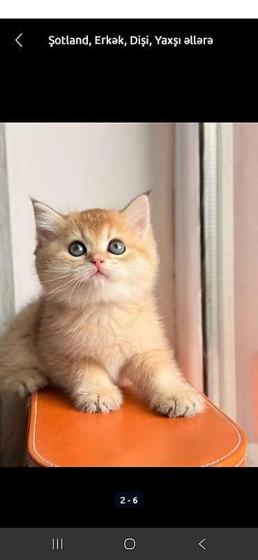 pişik qutusu: Şotland uzun tüklü, Yaxşı əllərə — 3