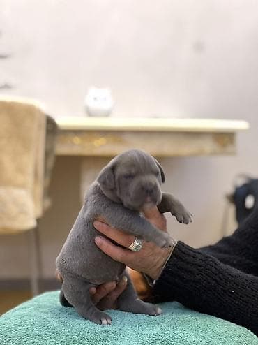 Heyvanlar üçün mallar: Kane-Korso, Peyvəndli — 3