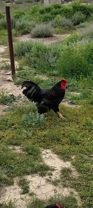 Xoruz, Brazil, il: 1, Pulsuz çatdırılma