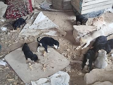 2 ayliq cuceler: Balaca it balaları – qarışıq cins - Şəkillərdə ana it və onun — 4