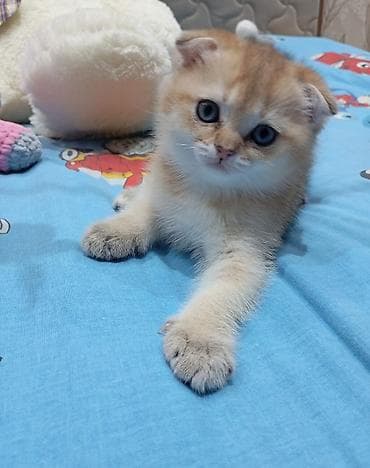 Qızıl şinşilla, Erkək