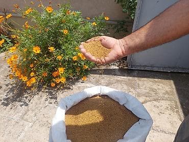 Salam. 1)Arpa sortu garabag 22 er 1. 16yon var. 2)Yonca toxumu