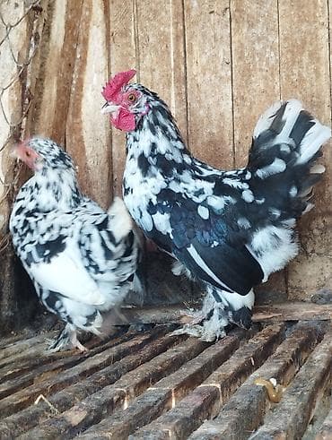 xaski itleri qiymeti: Cütü 50 azn xırda cavan heyvanlardır — 2