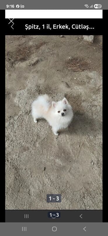Şpitz, 1 il, Erkek, Cütləşmə üçün