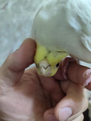 alman coban iti type 1 per page 40: Məhsul: Sarı-albino nimfa tutuquşu (Cockatiel)yas. yarimliq. disi — 4