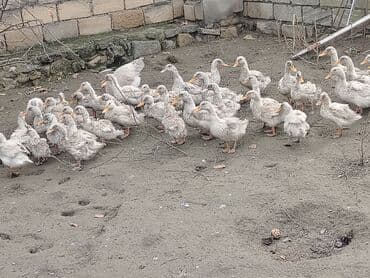 Cücələr: Dilli ordekler — 10