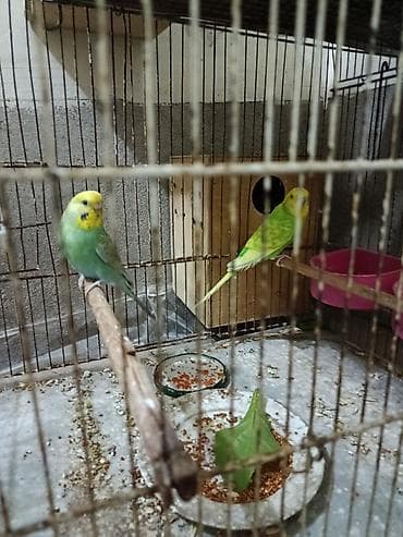 qus iran: Rainbov tutuqusular satılır.Cütdüler.Sağlam ve aktiv — 2