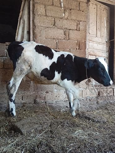simental dişi buzağı: 5 aylıq ivanofqa sortundan erkek dana satılır unvan bine savxo 1650 m — 4