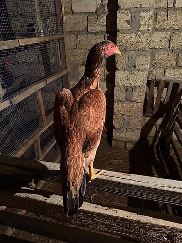 sabuncu it bazari: Toyuq, Damazlıq — 1