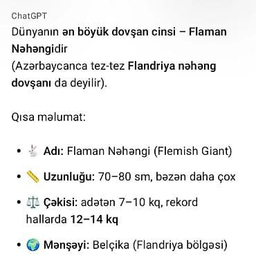 bildircin satisi: Salam təmiz qan ətlik Flandr (Flemish Giant)5 aylıqda var 80manat özüm — 2