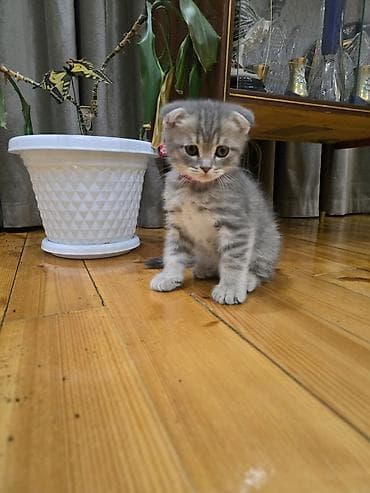 Şinşilla, Dişi lalafo.az -da Şinşilla, Dişi