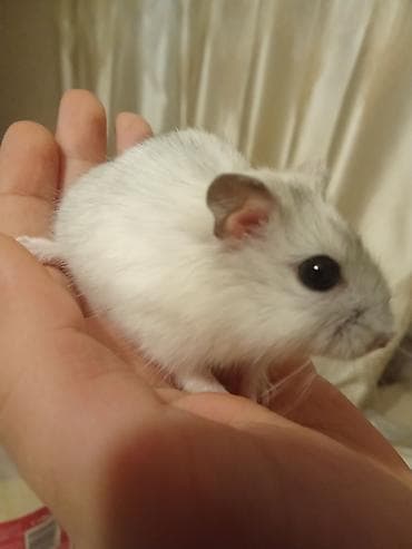 Cücəcik ölçülü, ağ-boz rəngli xəncər gözlü xomyak (cücəlikdən ələ