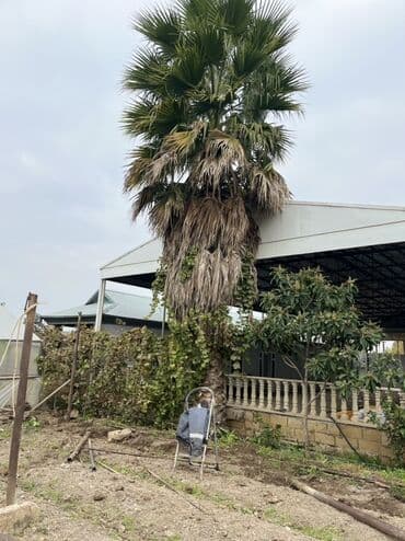 kətan toxumu hardan almaq olar: Satılır: hündür dekorativ palma ağacı - Növ: fan formalı yarpaqları — 2