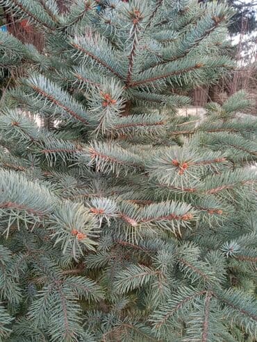 sumax ağacı: Yeni il şamları Pixta və Kremlovski təbii şamlar dibçəkdə topdan en — 7