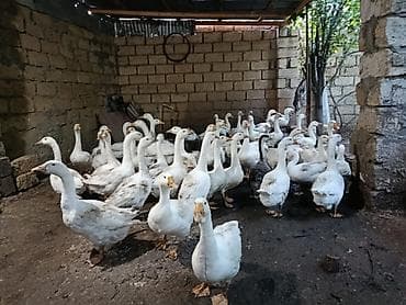 sort qazlar: Dişi, | Linda, Damazlıq, Ünvandan götürmə — 8