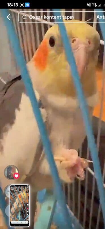 quş yuvası: KARELLA KEŞA (cockatiel) – sevimli ev quşu - Növ: Nymph kakadu - — 3