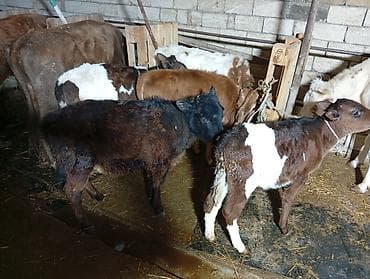 Птицы: Salam aleykum dishi danalardır qara alalar İvanovka di qırmızı sharol — 4