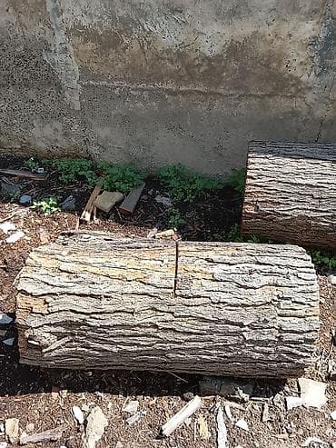 novruz dekorlar: - Təbii sərt ağac gövdələri (kəsilmiş böyük kötüklər) - Miqdar — 4