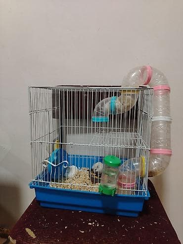ev iti pudel: Hamster. 4 eded ağ renk qefesle birlikde satlir qewenkdiler — 1