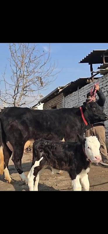 alabay sekilleri: Mal-qaranın satışı: inək buzov ilə - Növ: Süd istiqamətli inək buzovu — 1