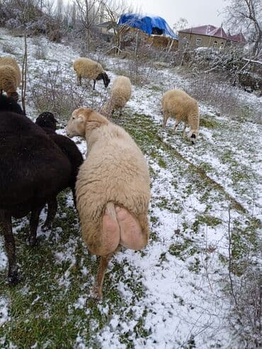 Индюшки: Самка, лет: 2, 80 кг, Для разведения — 3