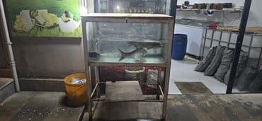 tüksüz pişik cinsi: Baliq satişi üçün nəzərdə tutulu. Hündürlüyü 120sm eni 50sm uzunlugu — 4