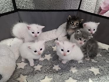 Yaxşı əllərə, Ödənişli çatdırılma