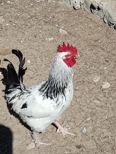 heyreti xoruzu: Məhsul: Ayaqları tüklü xoruzlar (fotoşəkillərdə görünən müxtəlif — 7