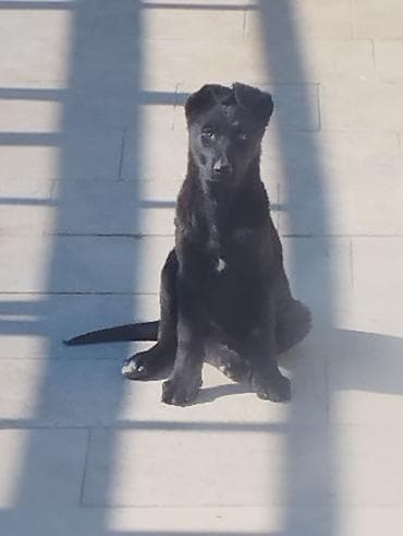 tuklu it: Peyvəndli — 2