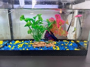 it sekisi: Masaüstü akvarium seti - Şüşə akvarium: düzbucaqlı forma, kompakt — 8